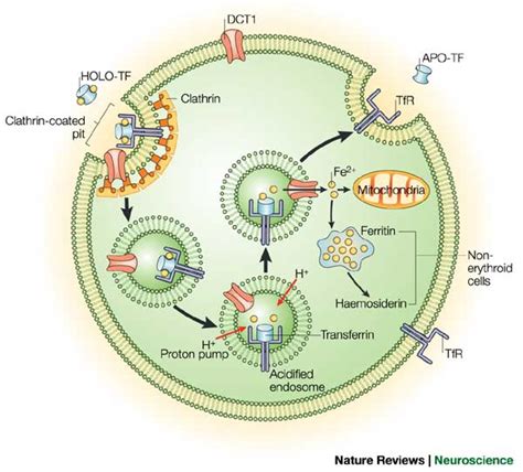 Iron Homeostatis and Cytoplasmic Control of Gene Expression | amy ...