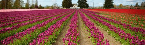 Download wallpaper tulips, pink, a lot, the ranks, field of tulips ...