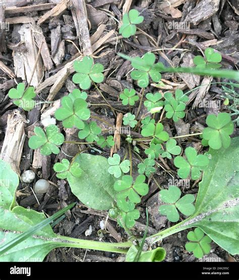 Creeping Woodsorrel (Oxalis corniculata) Plantae Stock Photo - Alamy