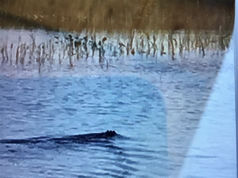 BULLFROG AIRBOAT TOURS (2025) All You Need to Know BEFORE You Go (with ...