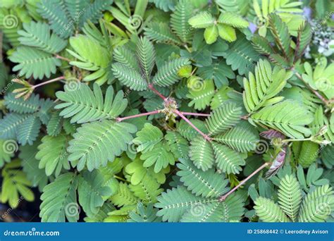 Sensitive Plant Mimosa Pudica