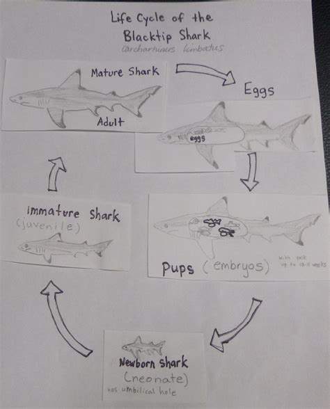 Shark Life Cycle