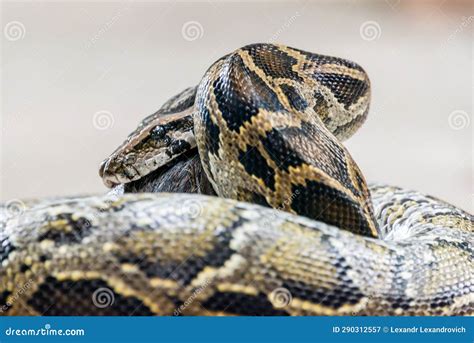 Image result for Python Snake Diet