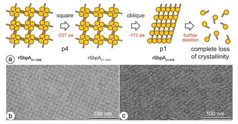 Patterns in Nature—S-Layer Lattices of Bacterial and Archaeal Cells