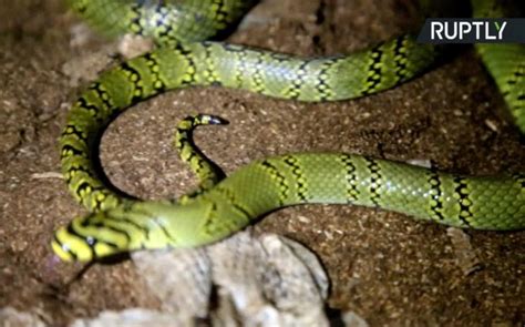 Chinese Scientists Breed One of the Planet's Rarest Snakes - India Today