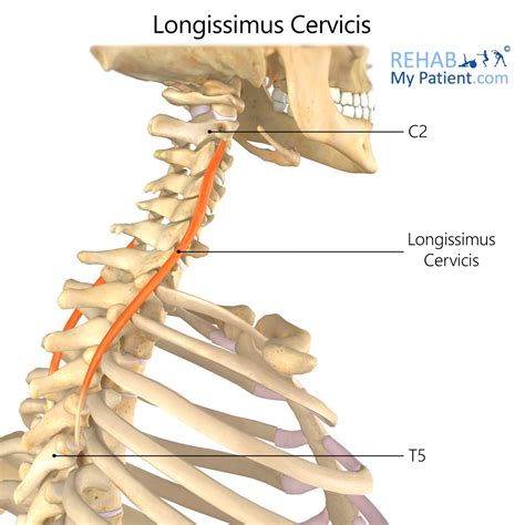 Longissimus Cervicis | Rehab My Patient