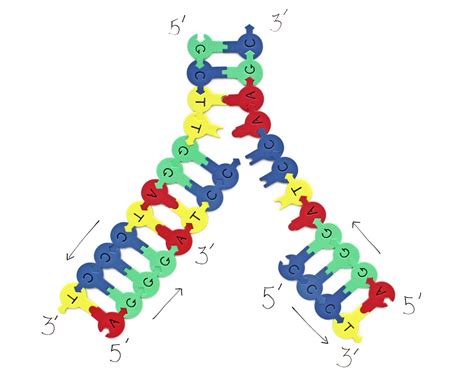 Demo DNA Nucleotides©