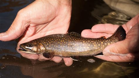 North Carolina fishing license: Cost, discounts, types