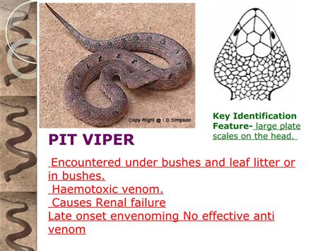 First aid on snake bite | PPT