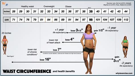 Waist Circumference Body Mass Index And Waist Size Help Evaluate