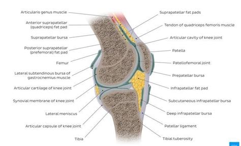 What are synovial joints list their functions - Brainly.in