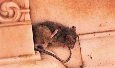 梦到老鼠崽有什么寓意吗（狡猾的人，慢慢的想方设法接近自己） - 匠子生活