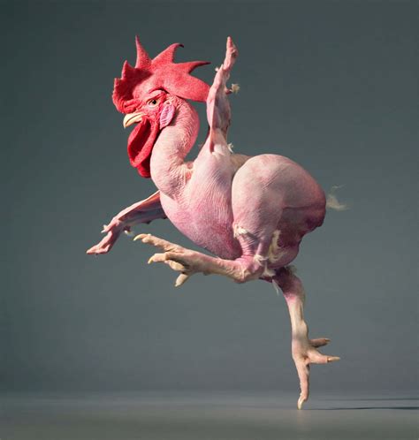 Download Funny Chicken Featherless Pink Skin Picture | Wallpapers.com