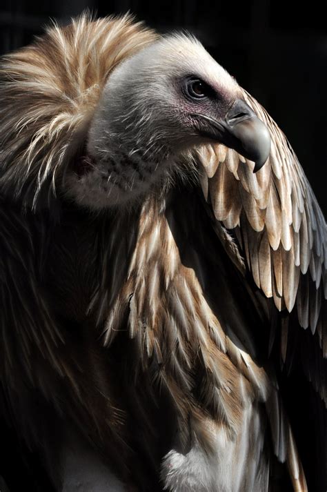 【动物世界——秃鹫摄影图片】上海动物园生态摄影_老色廊摄影博客_太平洋电脑网摄影部落