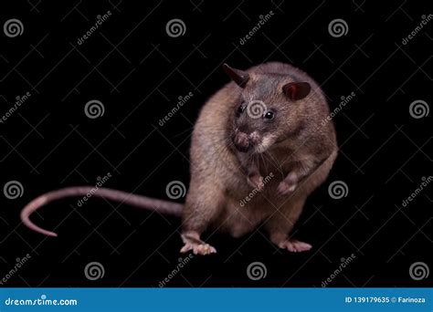 Gambian Pouched Rat, 3 Years Old, on Black Stock Image - Image of ...
