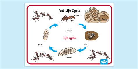 Ant Life Cycle Word Mat (teacher made) - Twinkl