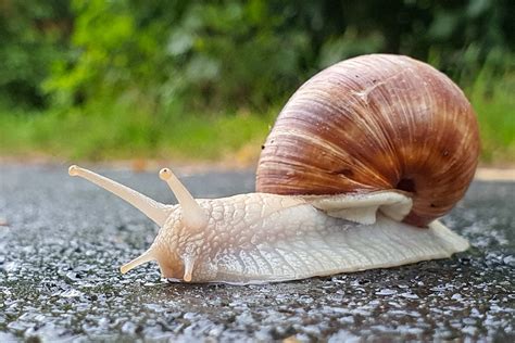 Image result for Best Line for Python