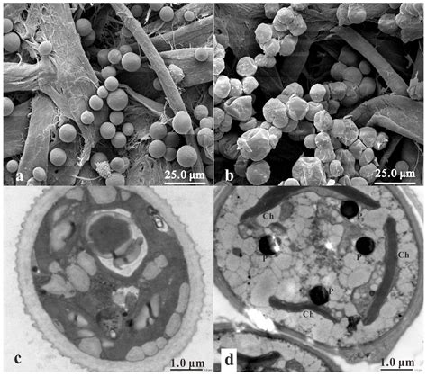 Isolation and Characterization of a Marine Microalga for Biofuel ...