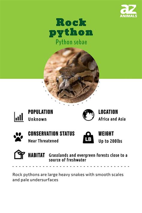 Largest Rock Python 的图像结果