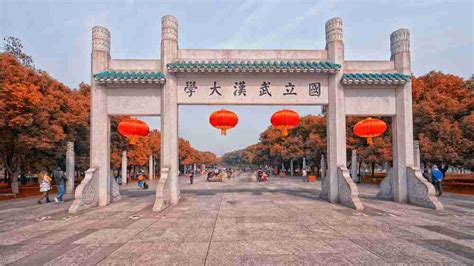 武汉大学重点文物保护 樱花大道景观提升 _武汉华天园林集团有限公司