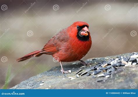 Red Male Northern Cardinal Bird Eating Seed, Athens GA, USA Stock Photo ...