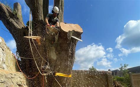 Image result for Felling Tree On Slope