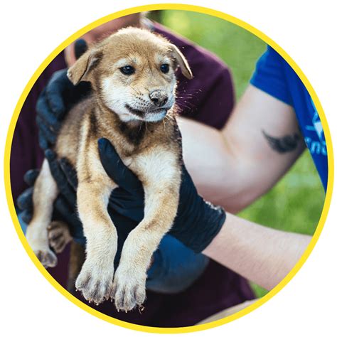 Support Endangered Wolf Pups | Endangered Wolf Center