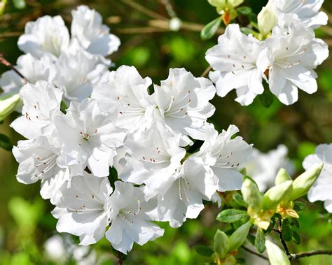 How to prune azaleas: to keep them healthy and beautiful | Homes & Gardens