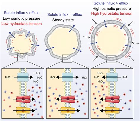 Osmotic Pressure And Hydrostatic Pressure