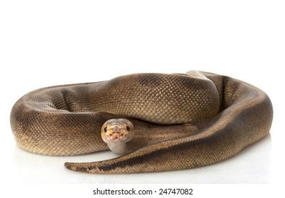 Image result for Champagne Ball Python
