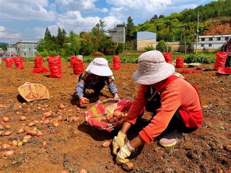 【精准扶贫】左新军：地里的红薯熟了 贫困户的腰包鼓了_社会_湘潭县新闻网
