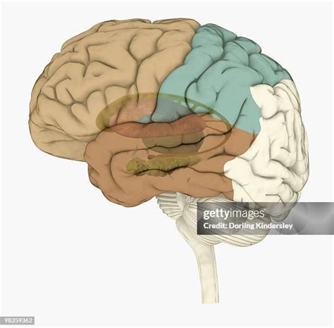 Limbic system Memory 的图像结果