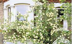 Climbing Plants For Front Of House by Social Climbers How To Cover A House In Plants Telegraph Climbing Plants For Front Of House