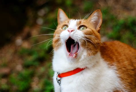 Red Cat with open mouth wallpapers and images - wallpapers, pictures ...