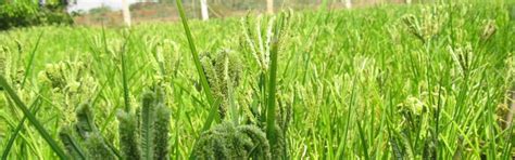 Odisha set to introduce locally produced millets into Integrated Child ...