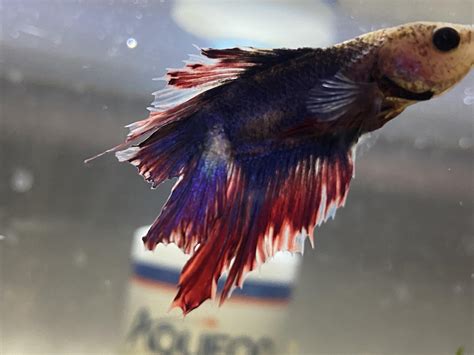 Betta fish current progress—one month into recovery from severe fin rot ...