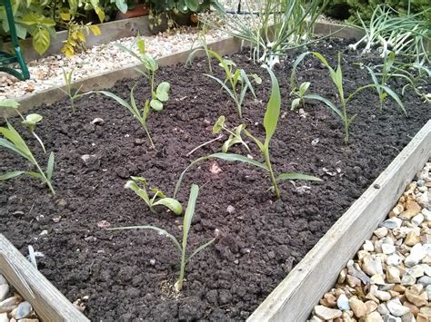 Raising Veg: Companion planting