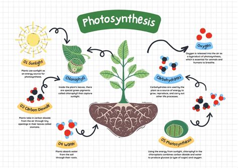 Image result for Basic Photosynthesis