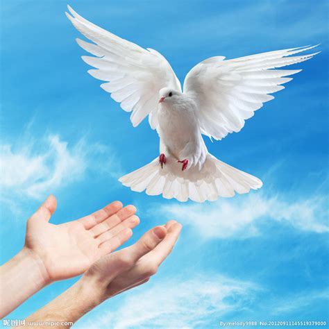 为什么白鸽是和平的象征？？-