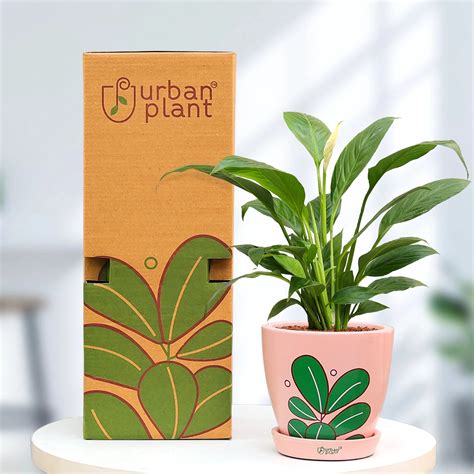 Buy Premium Indoor & Outdoor Plants Online in India | Urban Gardening