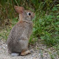 Image result for Wild Rabbit Baby Bunnies