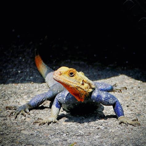An invasive Peter’s rock agama, Naples : r/floridanature