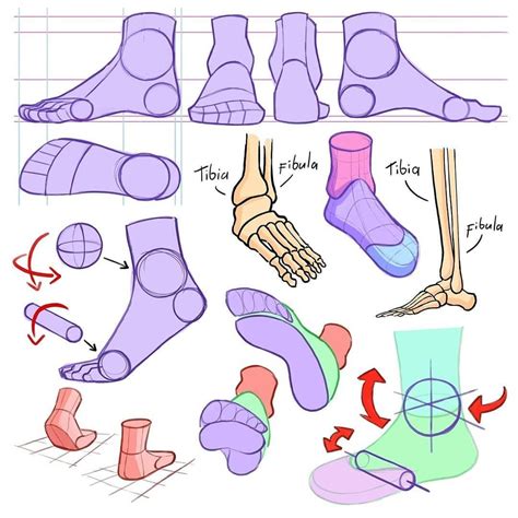 Foot Anatomy Art at Darcy Simoi blog