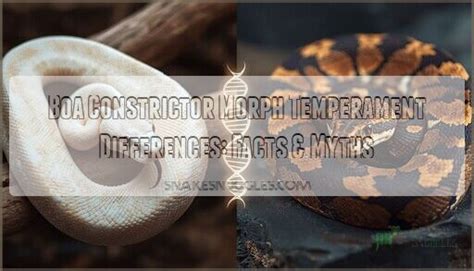 Image result for Boa Constrictor vs Python