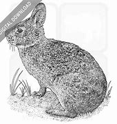 Image result for Marsh Rabbit Nest