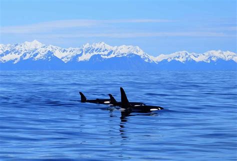 Marine Mammals - Alaska Wildland Adventures