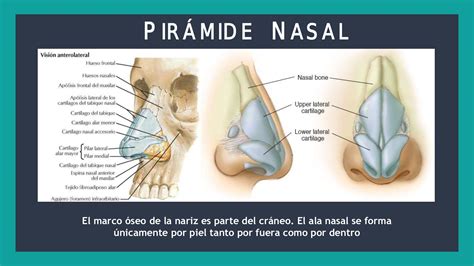 Diagrama De Partes De La Nariz ANATOMIA NASAL