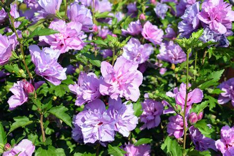 When to Prune Rose of Sharon to Encourage Growth
