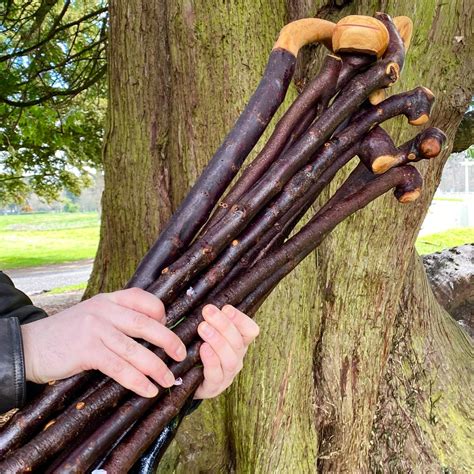 Blackthorn Walking Cane