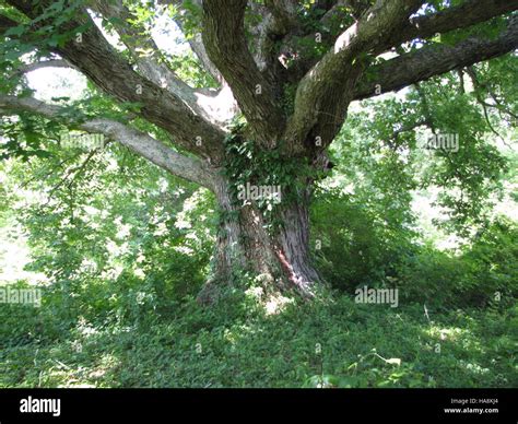 Big Oaks National Wildlife Refuge, located in the Midwest, serves as an ...